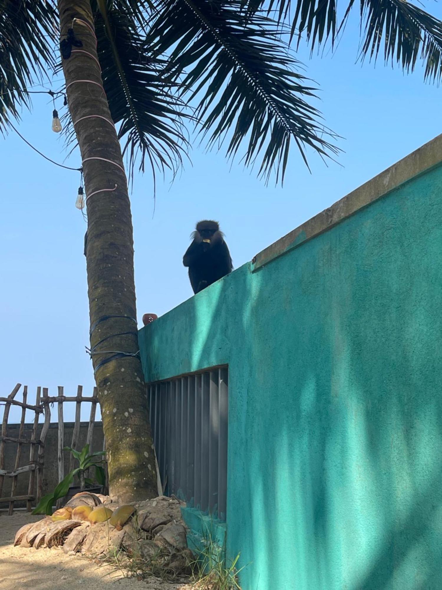 Blue Maalu Resort Ambalangoda  Bagian luar foto